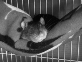 Freckles loves her Darling Rats hammock!